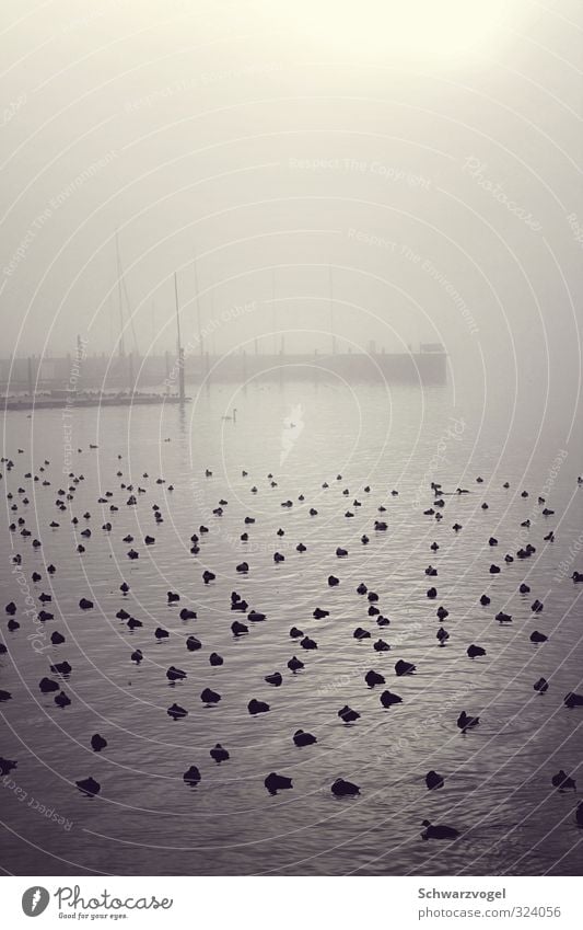 🦥 Lake Lakeside Fog quay wall waterfowl