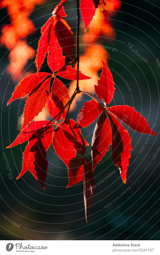 Bright red leaves on tree in sunlight foliage branch autumn fall nature natural orange vivid colorful plant environment seasonal botany forest bright decoration