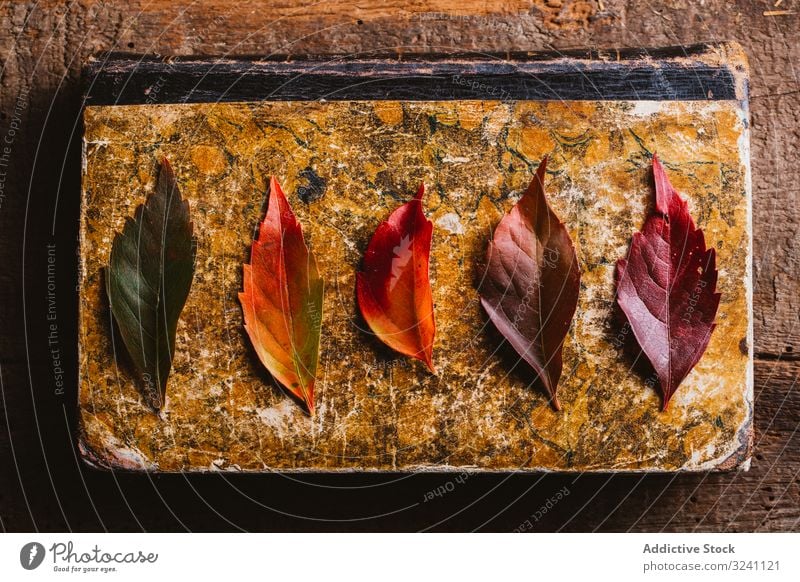 Autumn Leaves On Old Book On Wooden Surface A Royalty Free Stock Photo From Photocase