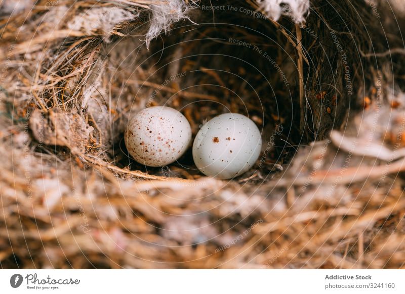 Bird nest on conifer tree egg forest bird branch wildlife nature small spruce pine thin tiny fragile delicate dry fauna avian ornithology flora plant twig safe