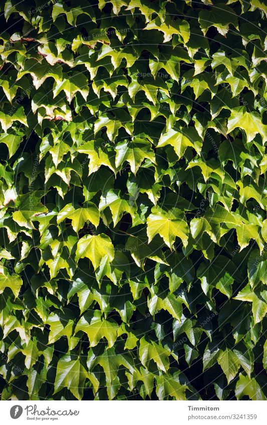 Wild wine - lots of it Virginia Creeper Plant leaves Green Black Wall (barrier) Light Shadow Wall (building) Nature Leaf Deserted Exterior shot