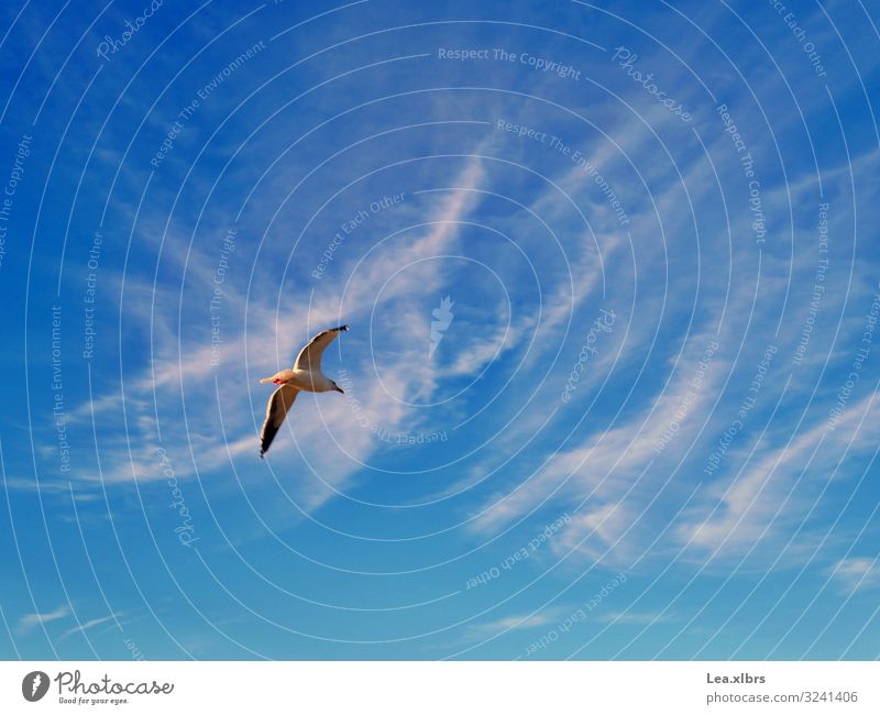 freedom Environment Nature Air Sky Clouds Sun Summer Autumn Weather Beautiful weather Warmth Coast Beach Bay Ocean Animal Wild animal Bird Wing Seagull 1