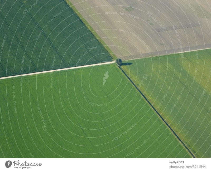 cleaned up... Landscape Tree Field Lanes & trails Growth Large Loneliness Arrangement Agricultural machine Grain field At right angles Green Road junction