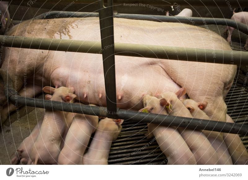 Mother pig locked in a cage with her piglets on a breeding farm Meat Factory Baby Adults Group Nature Animal Feeding Sleep Growth Dirty Cute Pregnant Pink Farm