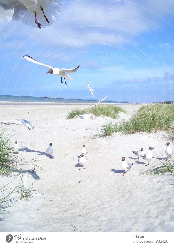 seagulls (third and last) Bird Seagull Beach Ocean Flying Sand Free Sky Beach dune Baltic Sea
