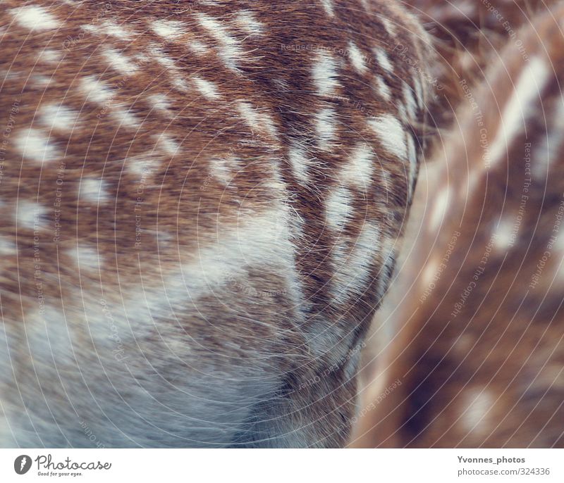 Bambi Animal Wild animal Zoo 2 Together Love of animals Roe deer Fawn Pelt Spotted Colour photo Subdued colour Exterior shot Close-up Detail Copy Space bottom