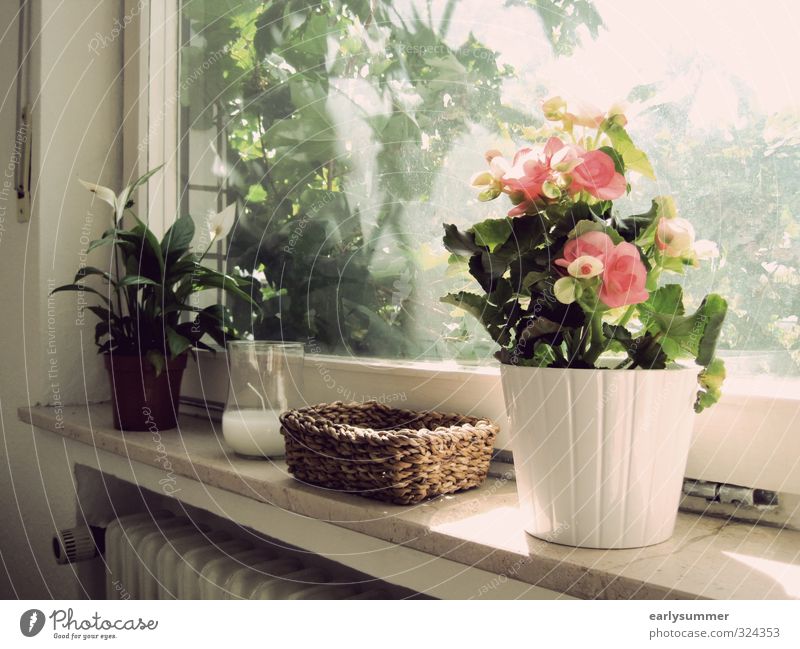 Summer in front of balcony Mother's Day Office work Nature Sunlight Spring Beautiful weather Plant Flower Blossom Foliage plant Pot plant Blossoming