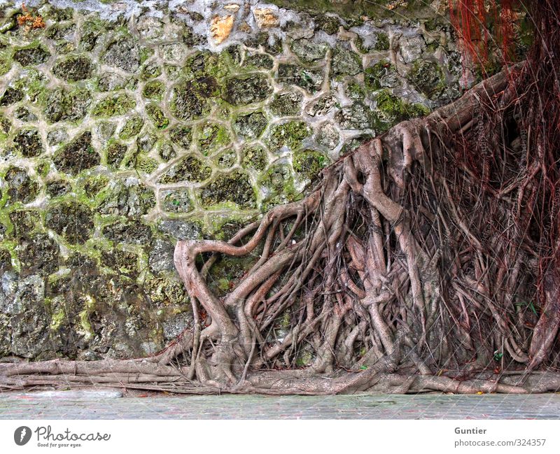 lack of space Nature Plant Elements Tree Wild plant Brown Yellow Green Red Root Old Overgrown Wall (building) Reticular Colour photo Multicoloured Exterior shot