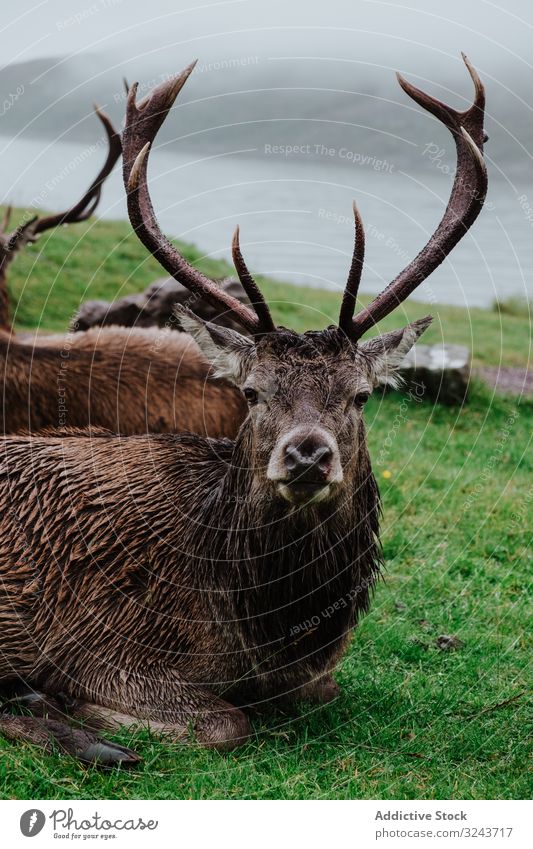 Herd of deers resting on grassy coast mist herd wildlife scenery hill ocean mount scotland united kingdom horn antler wet lying thick fog haze green shore rock