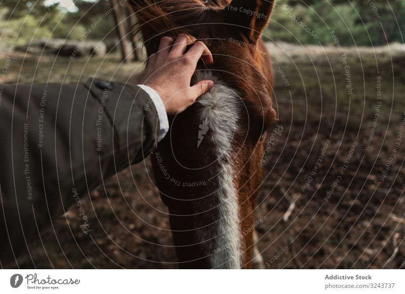 Person petting chestnut horse in forest person caress stroking head healthy peaking rural farm calm ranch countryside barn livestock domestic mammal animal