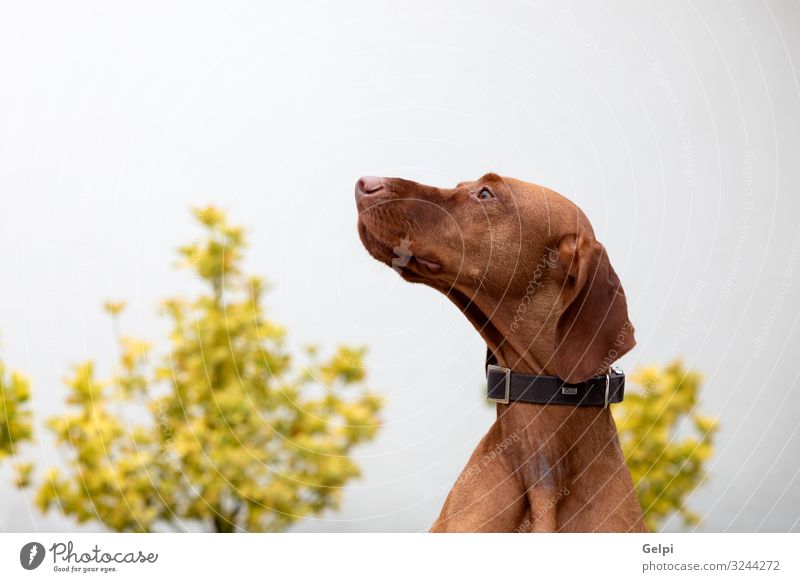 Hungarian shorthaired dog Garden Animal Fur coat Short-haired Pet Dog Exceptional Large Small Red White Pure many Breed vizsla Hunter Purebred pup head Mammal