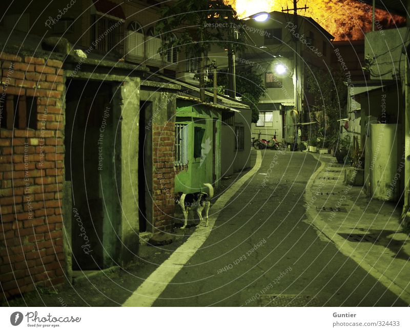 nightlife Asia Brown Yellow Green White Alley Brick construction Dog Animal 1 Lantern Shack Old Derelict Decline Tree Gully Narrow Pavement Street Fear