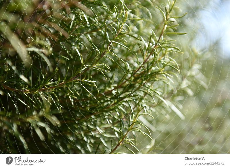 rosemary Food Herbs and spices Rosemary Nutrition Italian Food Environment Nature Plant Beautiful weather Agricultural crop Wild plant Fragrance Growth Esthetic