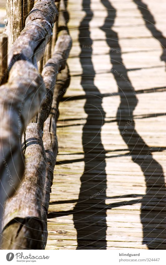 Bridge over troubled water Wood Authentic Brown Gray Green Black White Protection Joist Chopping board Tree trunk Structures and shapes Raw Colour photo