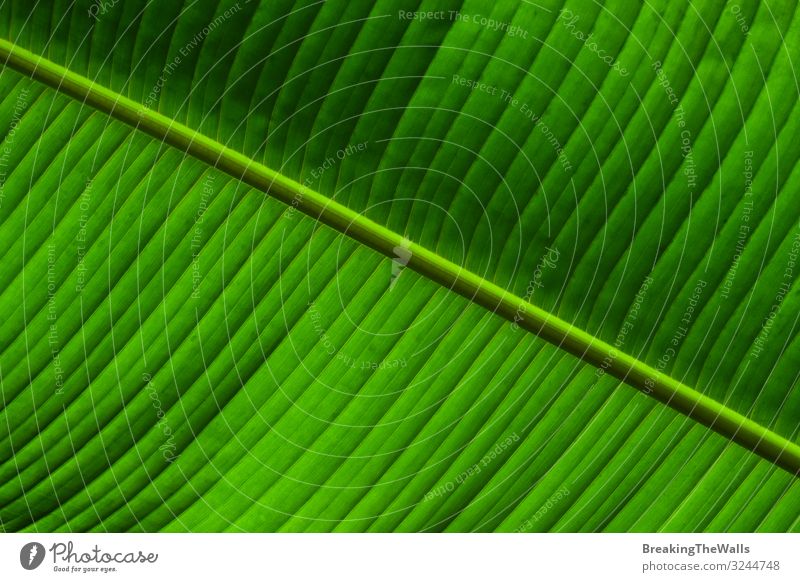 Close up background texture of green palm leaf veins Nature Plant Tree Leaf Foliage plant Exotic Fresh Bright Green Colour Veins Consistency Extreme colorful