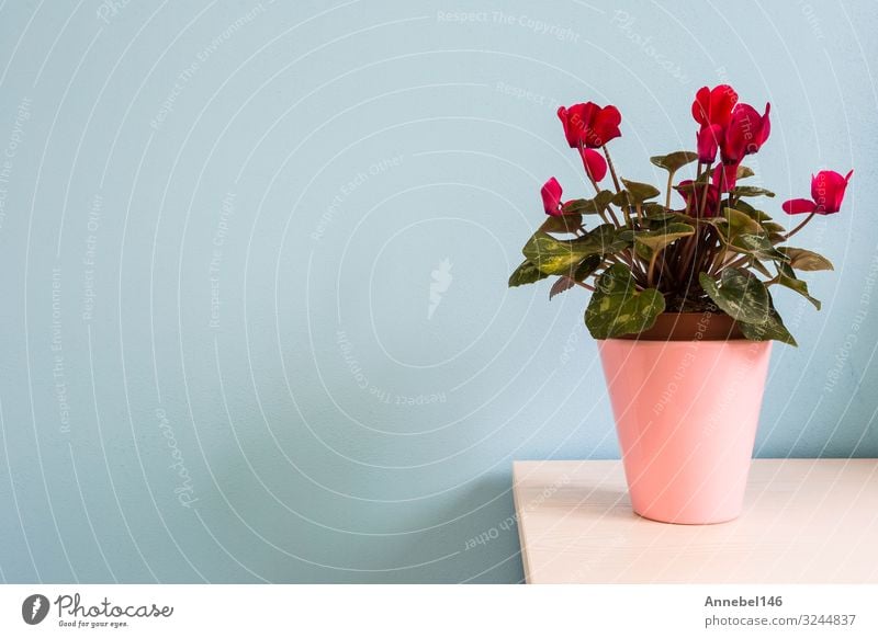 red flowers in pink flowerpot with blue wall. Pot Design Beautiful House (Residential Structure) Decoration Nature Plant Flower Leaf Blossom Bouquet Growth