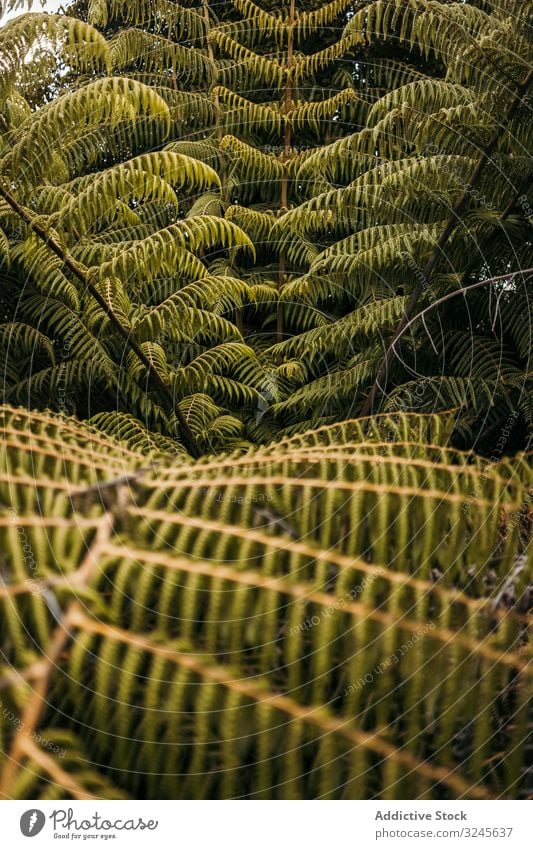 Green exotic frond at forest fern nature fiddle heads maidenhair leaf greenery foliage lush plant species tropical botany fresh growing rainforest wilderness