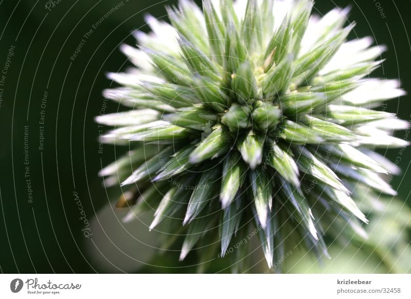 morning star Plant Flower Near Point Thorny Blue Star (Symbol) Colour photo Exterior shot Close-up Detail Macro (Extreme close-up) Abstract Copy Space left