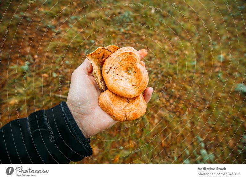 Hand holding wild mushroom autumn background brown delicious diet edible food fresh funghi fungus gourmet healthy lactarius natural niscalo organic