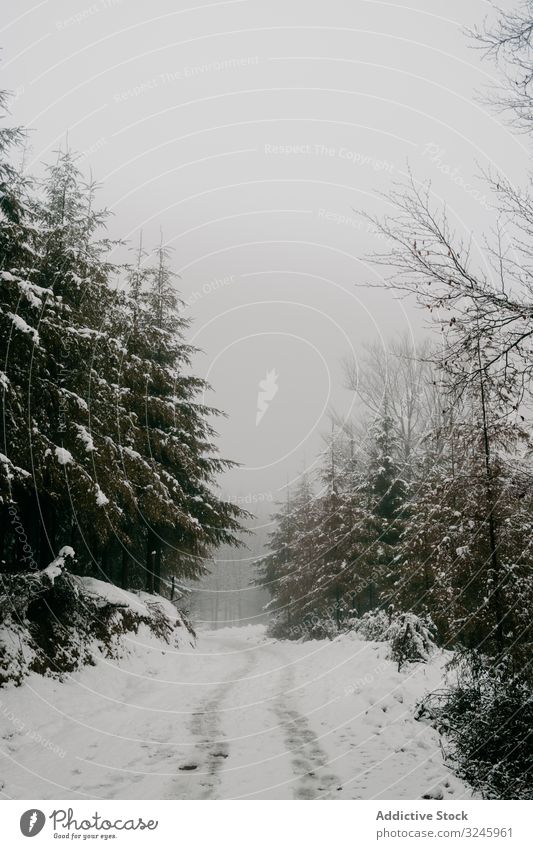 Winter forest with snowy trees leafless frozen frost winter woods quiet bended leaning norway tranquil nature silent landscape empty minimalist season weather