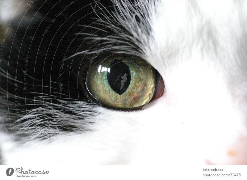 cat's eye 1 Cat Macro (Extreme close-up) Black White Snout Eyes Cat eyes Close-up