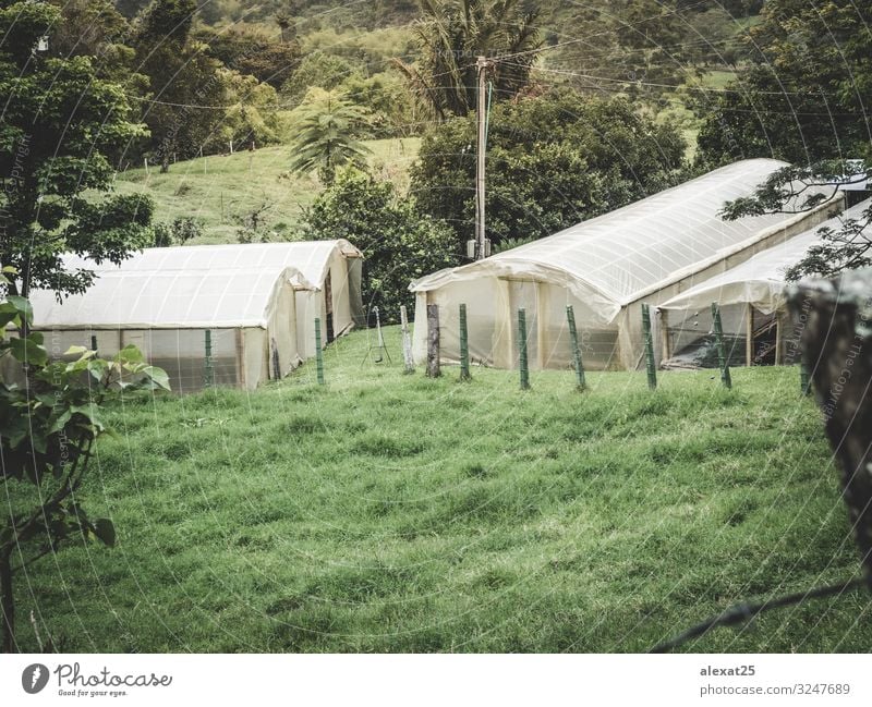 Green house in the field Vegetable House (Residential Structure) Gardening Industry Technology Culture Nature Plant Growth Fresh agricultural agriculture