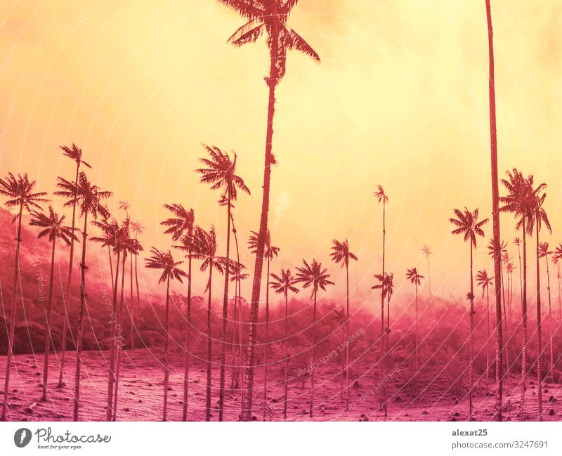 Palm trees background with copy space on yellow and strong pink Exotic Beautiful Vacation & Travel Tourism Summer Sun Beach Ocean Island Nature Landscape Sky