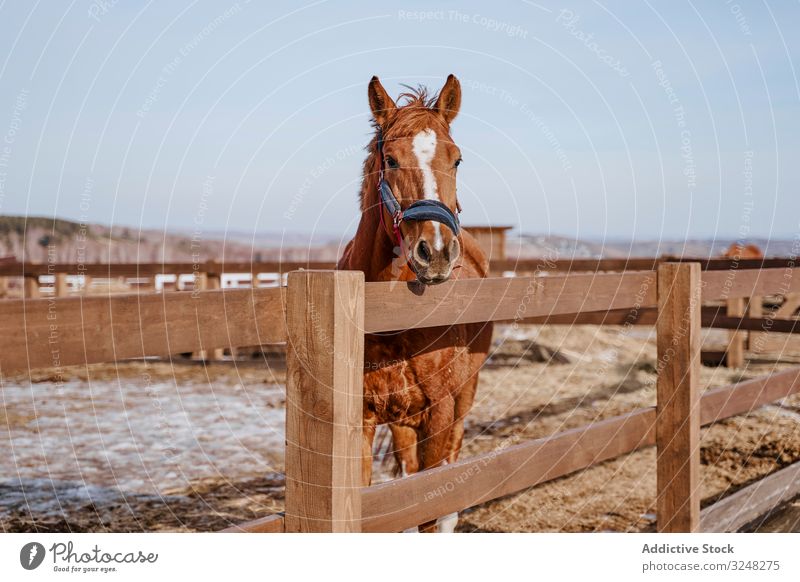 Rider riding dapple gray horse in round arena stock photo