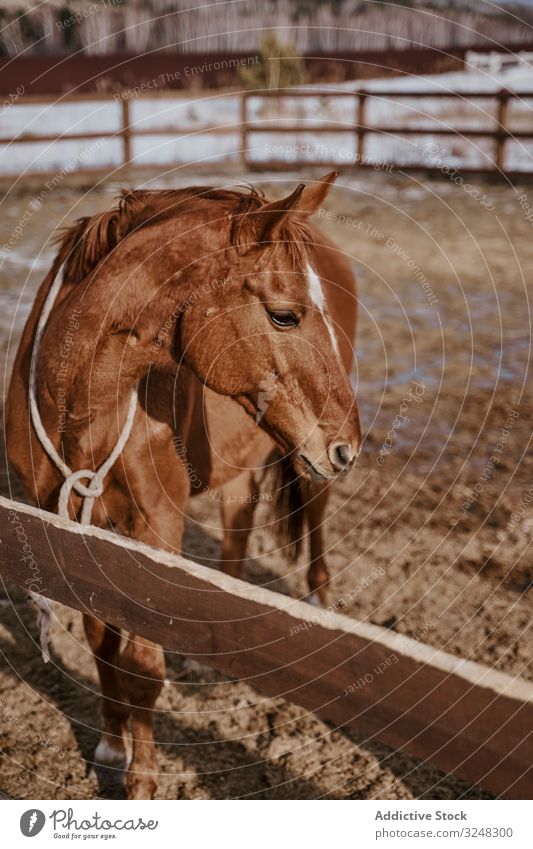 Brown horse in snaffle behind wooden fence pet stallion animal care nature mammal bridle farm saddle horseback pasture field brown countryside hippodrome equine