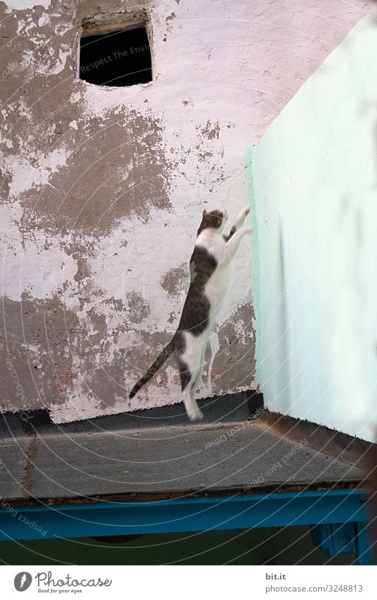 White mackerel, stray cat jumps bravely from a roof, high on a wall, in front of an old, broken wall, in the old town of Esscouira in Morocco during the dangerous hunt.