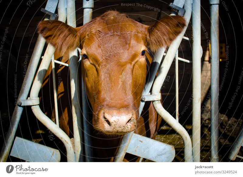 Comfort for cow in the frame Agriculture Farm Cowshed Farm animal Animal face 1 Grating Authentic Brown Serene Life Senses Symmetry Keeping of animals Captured