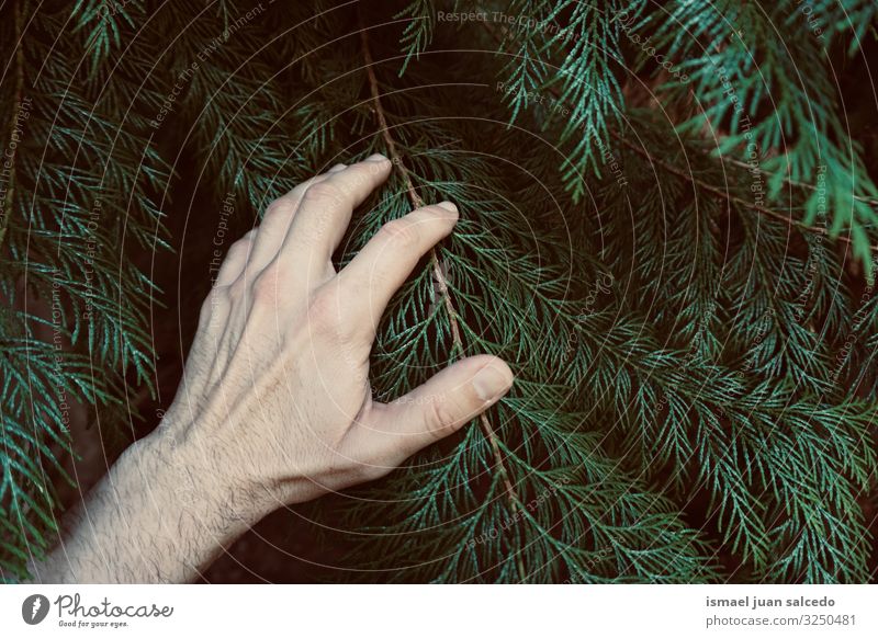 hand touching the green leaves feeling the nature Hand Leaf Green Fingers body part Hold Emotions Touch Nature Fresh Exterior shot Beautiful Fragile