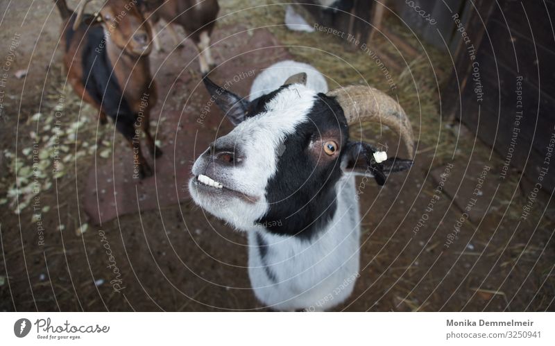 goat Trip Nature Field Animal Animal face Animal tracks Petting zoo Goat herd Herd Feeding Voracious Goats animals Animal shelter honorary post helping