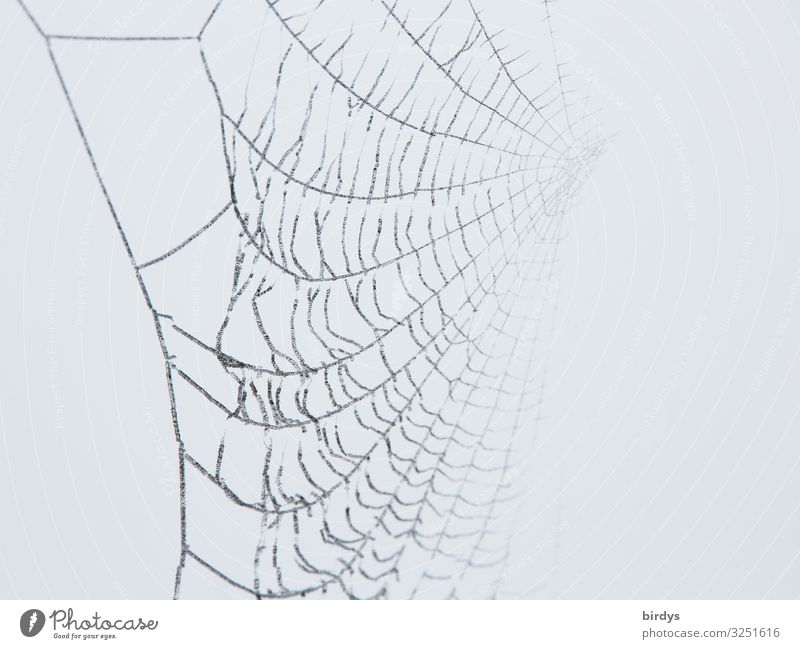 darknet Winter Spider Spider's web Wait Authentic Exceptional Threat Fantastic Astute Gray White Death Esthetic Creativity Nature Network Dream Trap Invisible