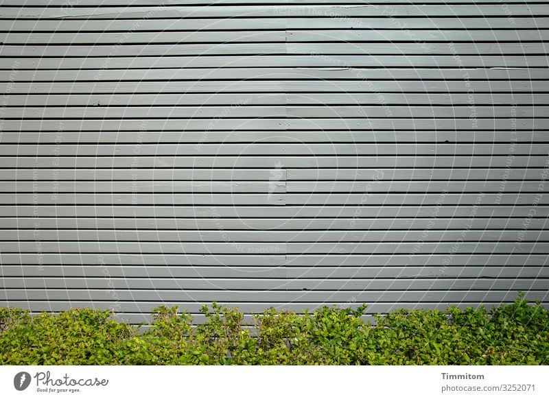 Facade with hedge Vacation & Travel Plant Bushes Hedge Village Wall (barrier) Wall (building) Wood Line Esthetic Simple Gray Green Emotions Modern Decent