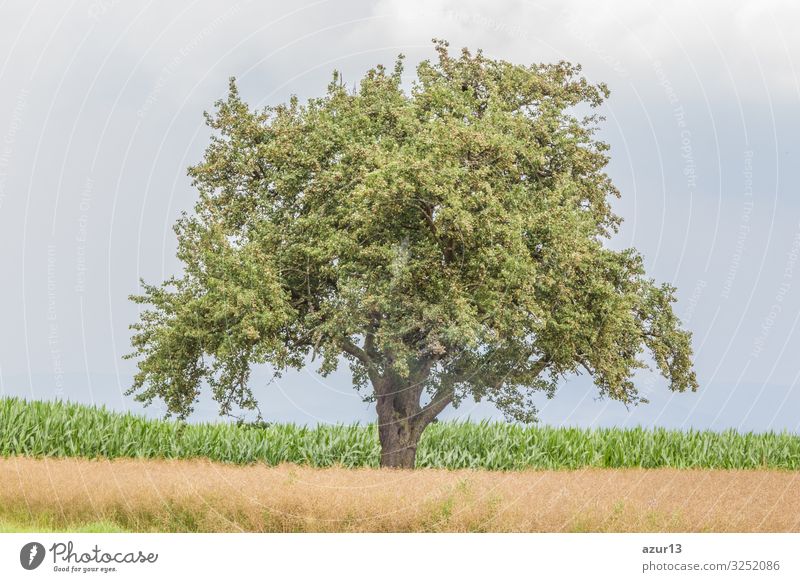 Large single tree in warm summer nature with juicy leaves Beverage Life Summer Nature Warmth Idyll climate change season silence solitude seasonal time year