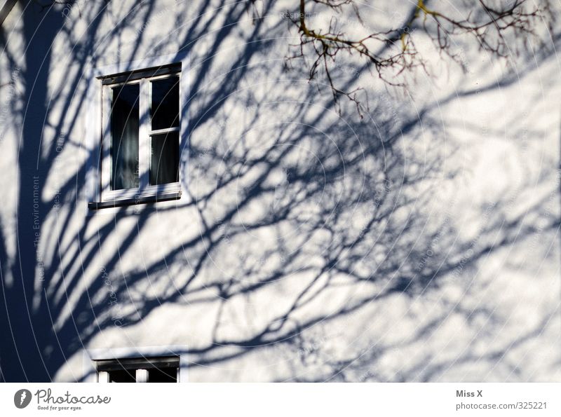 Window II Flat (apartment) Tree Wall (barrier) Wall (building) Black White Treetop Branch Twig Shadow Shadow play Subdued colour Exterior shot Light