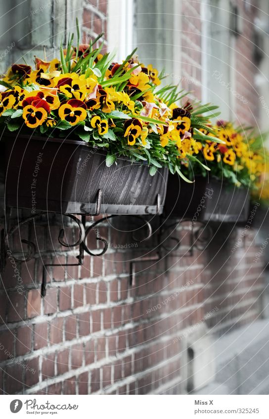 pansies Living or residing Flat (apartment) Decoration Flower Blossom Pot plant Facade Blossoming Yellow Pansy Window box Balcony plant Window board