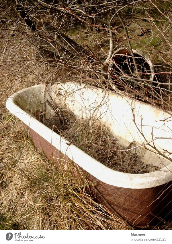 bathtub Bathtub Tree Environment Pasture Trash Obscure Nature Living or residing Old Watering Hole horse drinker