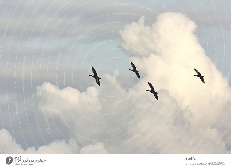 formation flight Migratory birds Flight of the birds Wild Birds wild geese bird migration Formation flying Freedom Sky Clouds in the sky Cloud formation high up