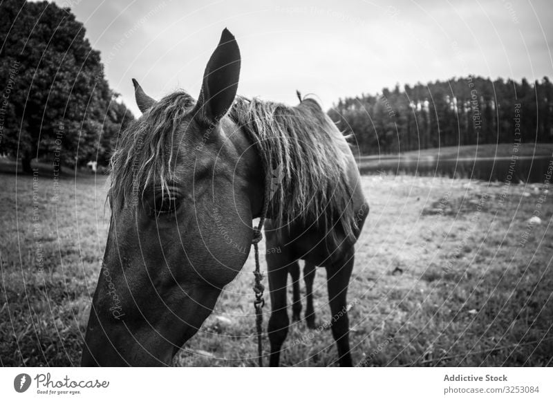 Horse grazing near river in nature horse graze grass shore countryside cloudy animal sky domestic pasture meadow field coast summer mare stallion fresh eat