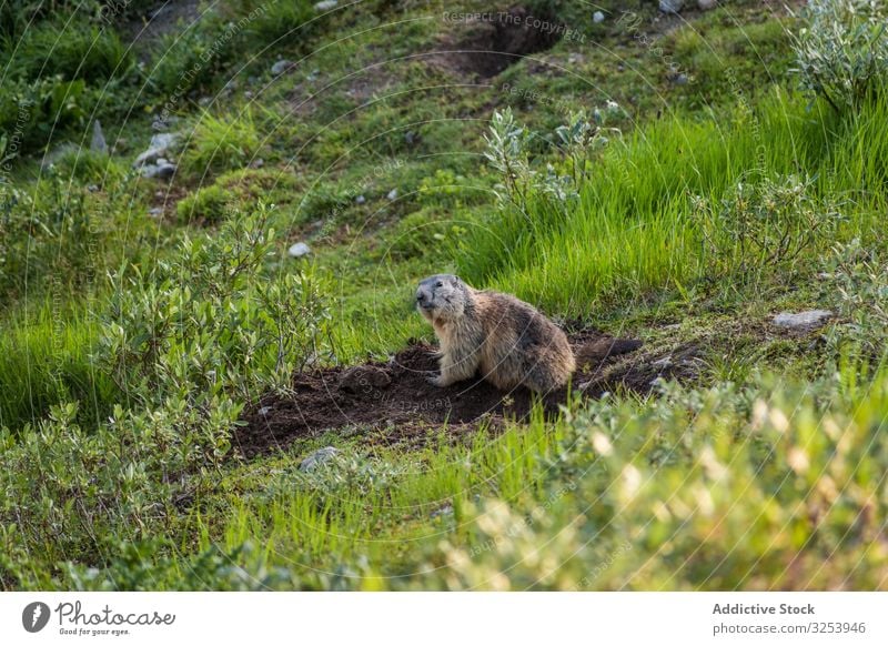 Cute marmot sitting on meadow in Switzerland wild animal burrow ground mountain rodent nature fur mammal curious alert green field dig switzerland fauna summer