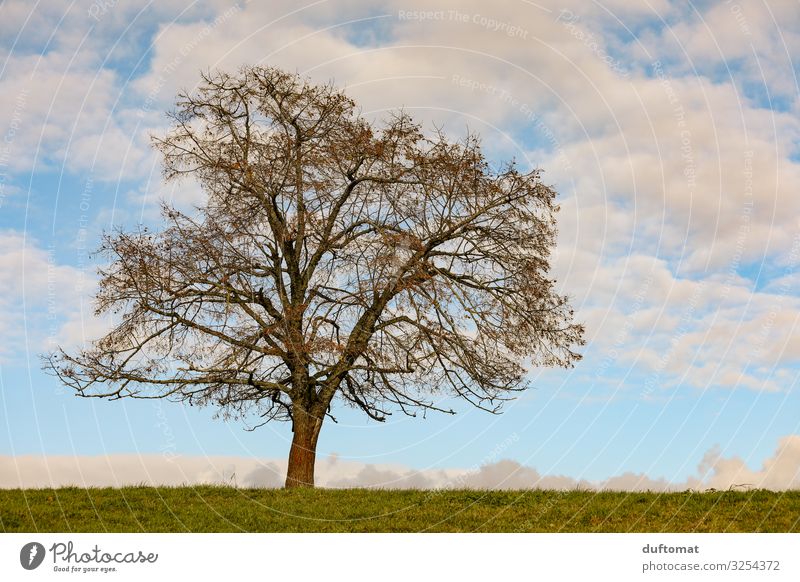 autumn foliage Harmonious Contentment Hiking Garden Environment Nature Landscape Earth Sky Clouds Horizon Autumn Climate Climate change Weather