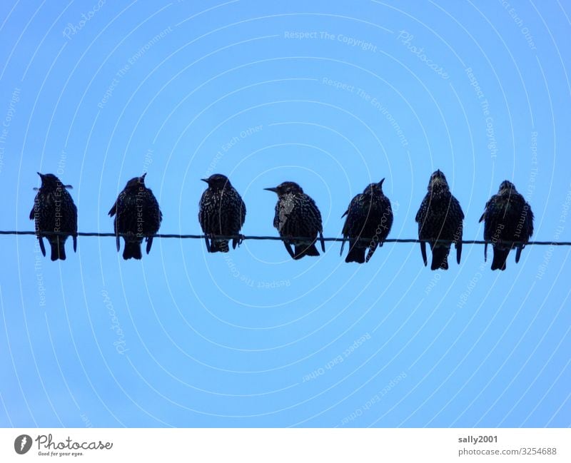 Star meeting... Starling birds songbird group Sit gather sb. Transmission lines Wire power line communication Sky tweet Sing gap Side by side Black