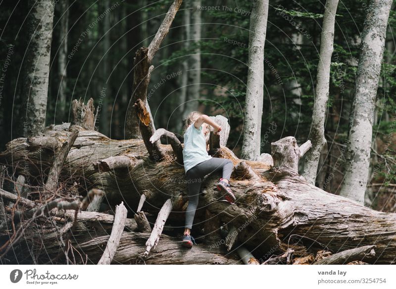 Child climbs on old tree trunk in the forest Playing Vacation & Travel Trip Adventure Summer vacation Hiking Parenting Kindergarten Girl Infancy 1 Human being