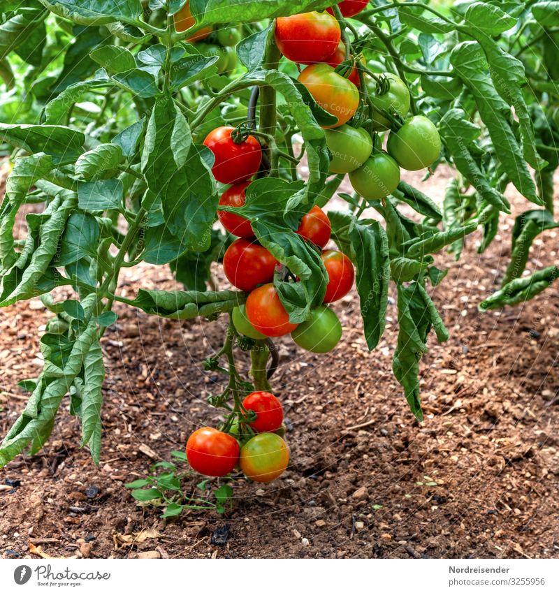 Tomatoes in the garden Food Vegetable Nutrition Organic produce Vegetarian diet Leisure and hobbies Garden Earth Summer Plant Agricultural crop Growth Fresh