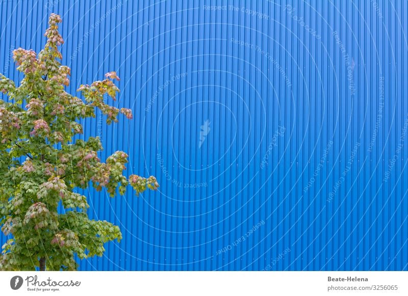 Shades of Blue 2 Wall (building) Striped Tree branches Exterior shot Colour photo Deserted Twigs and branches