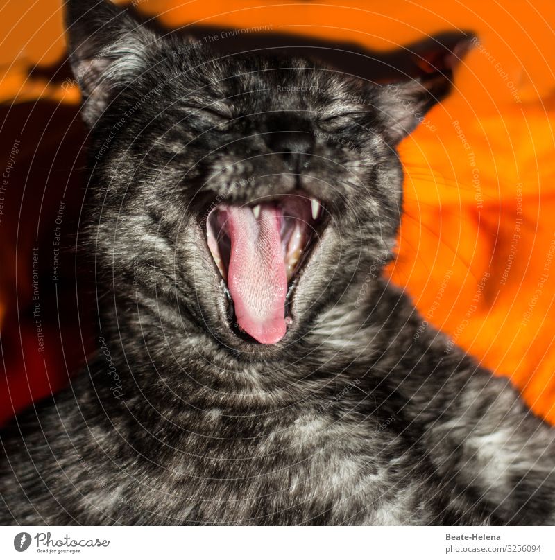 cat's tongue Well-being Relaxation Flat (apartment) Pet Cat Animal face Cat's tongue Breathe Sleep Wait Living or residing Esthetic Wild Soft Orange Black Moody