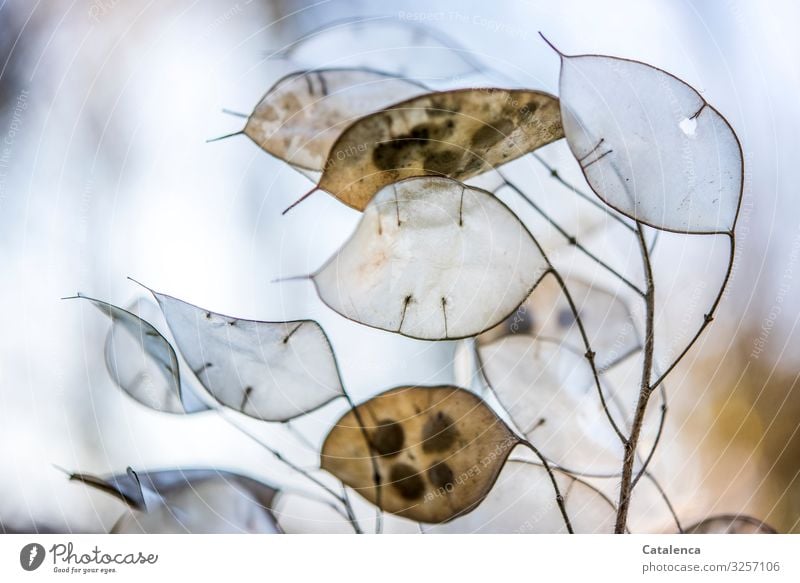 Silver plate, in winter Nature Plant Winter Silverling Garden Moon Violet Lunaria To dry up pretty Blue Brown Gray Moody Change Colour photo Subdued colour