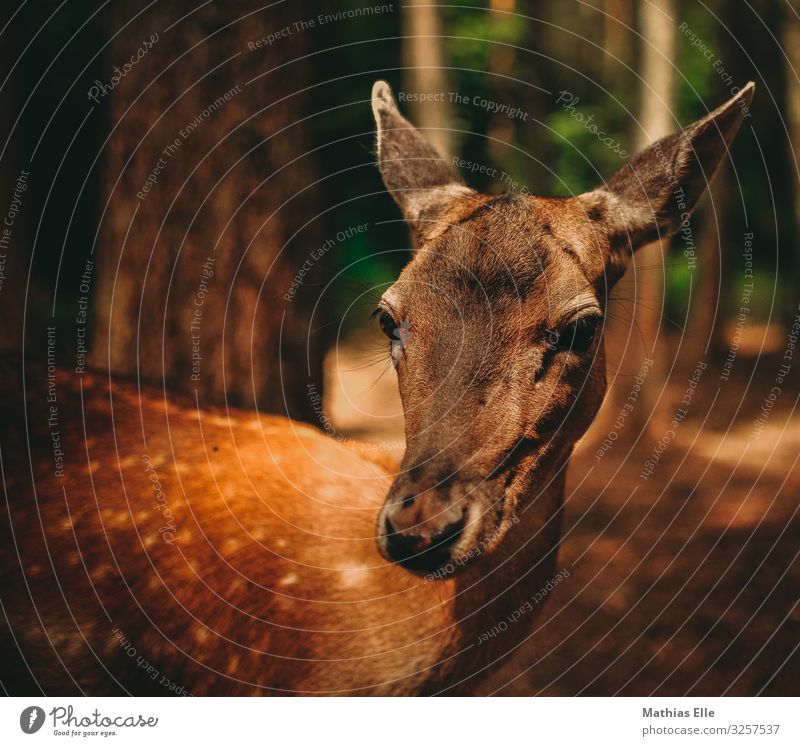 Young deer in the forest Animal Wild animal Animal face Zoo Roe deer Fawn reh cow Pelt 1 Looking Curiosity Brown Gold Orange Love of animals Female deer Hunting